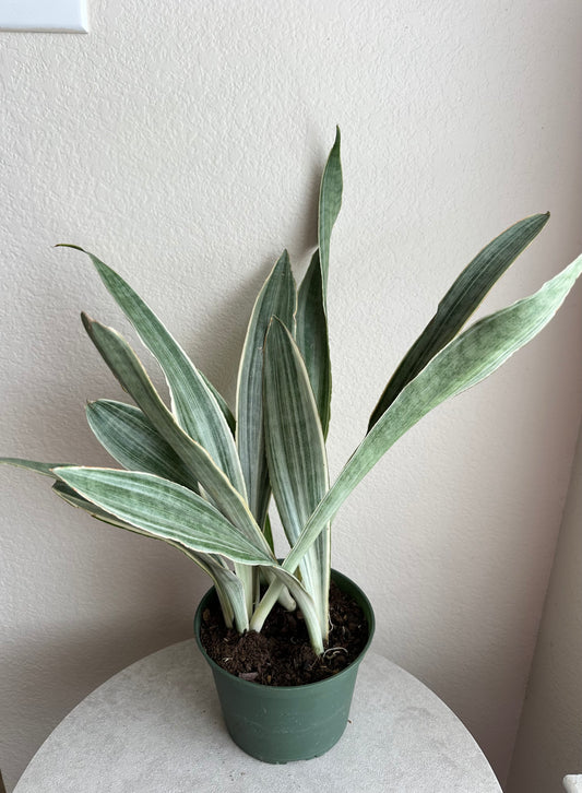 6” Sayuri Snake Plant