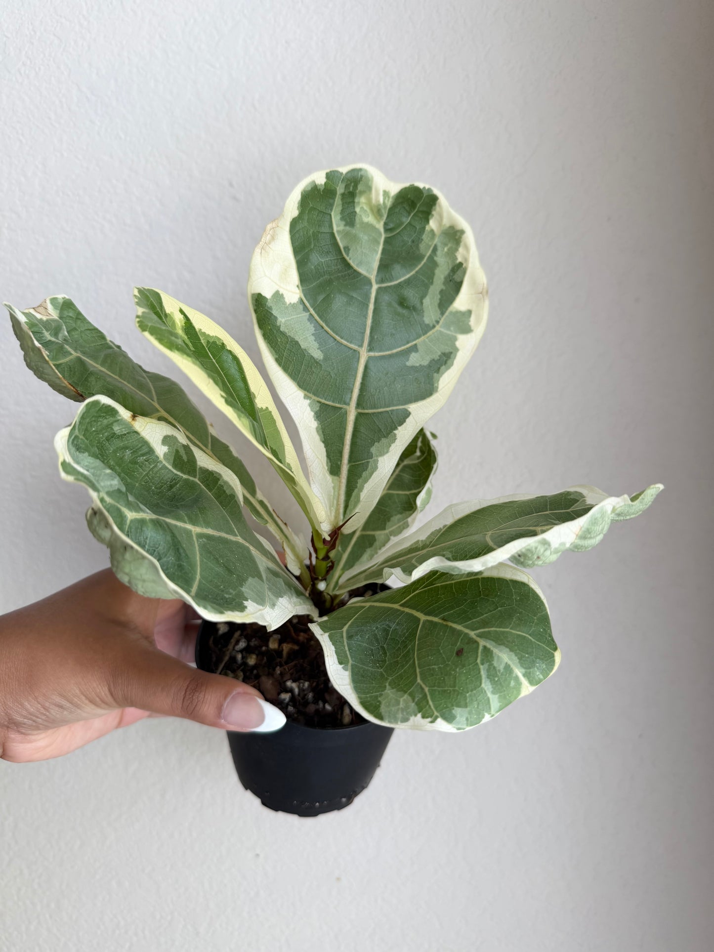 4” Variegated Fiddle Leaf Fig