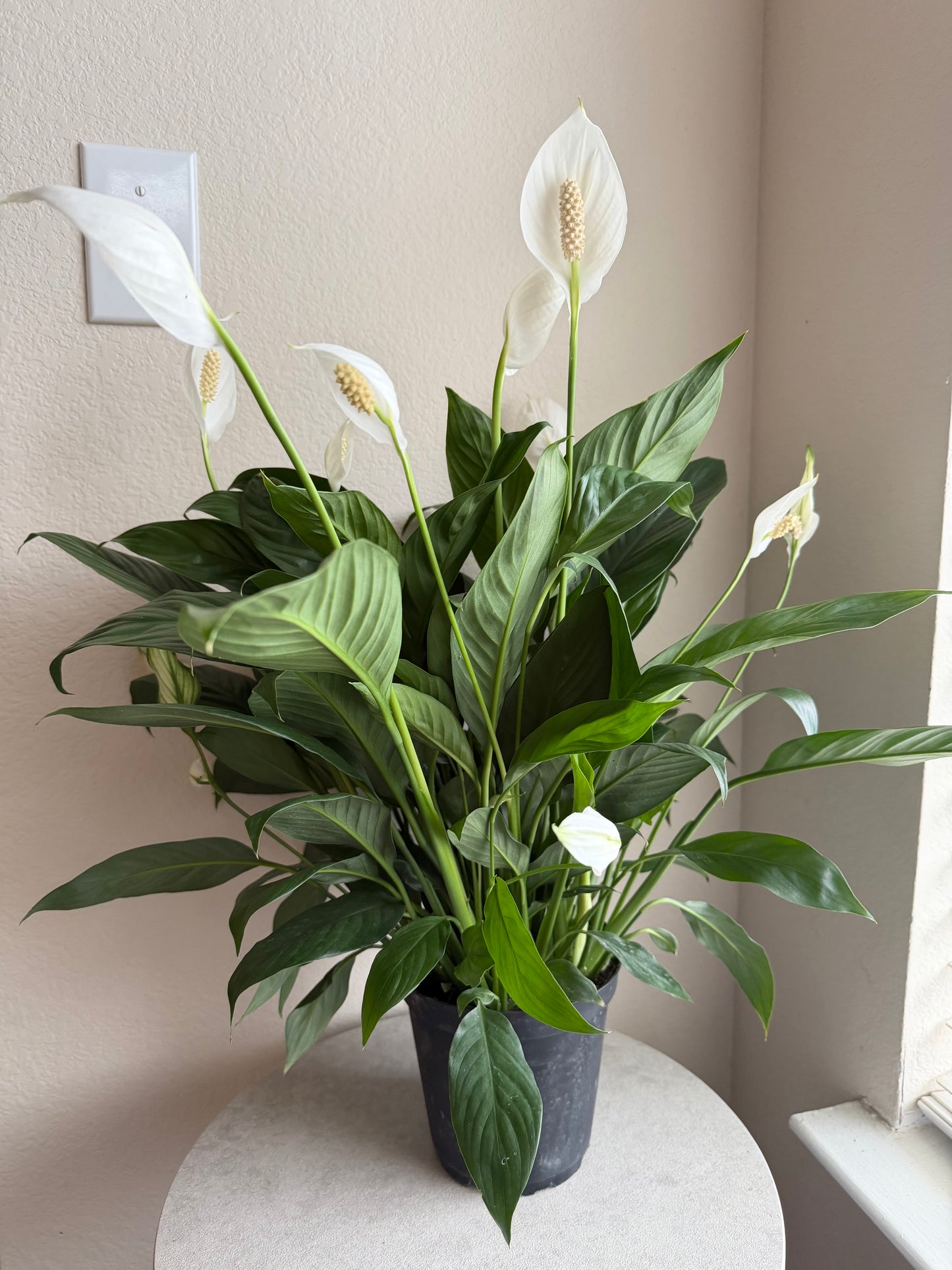 6” Peace Lily