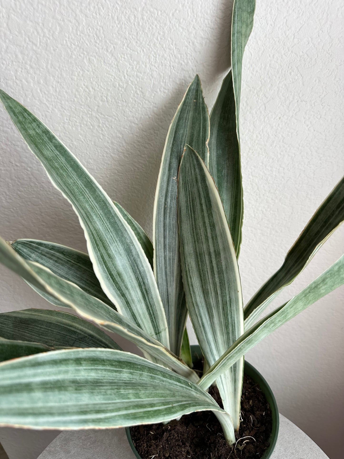 6” Sayuri Snake Plant