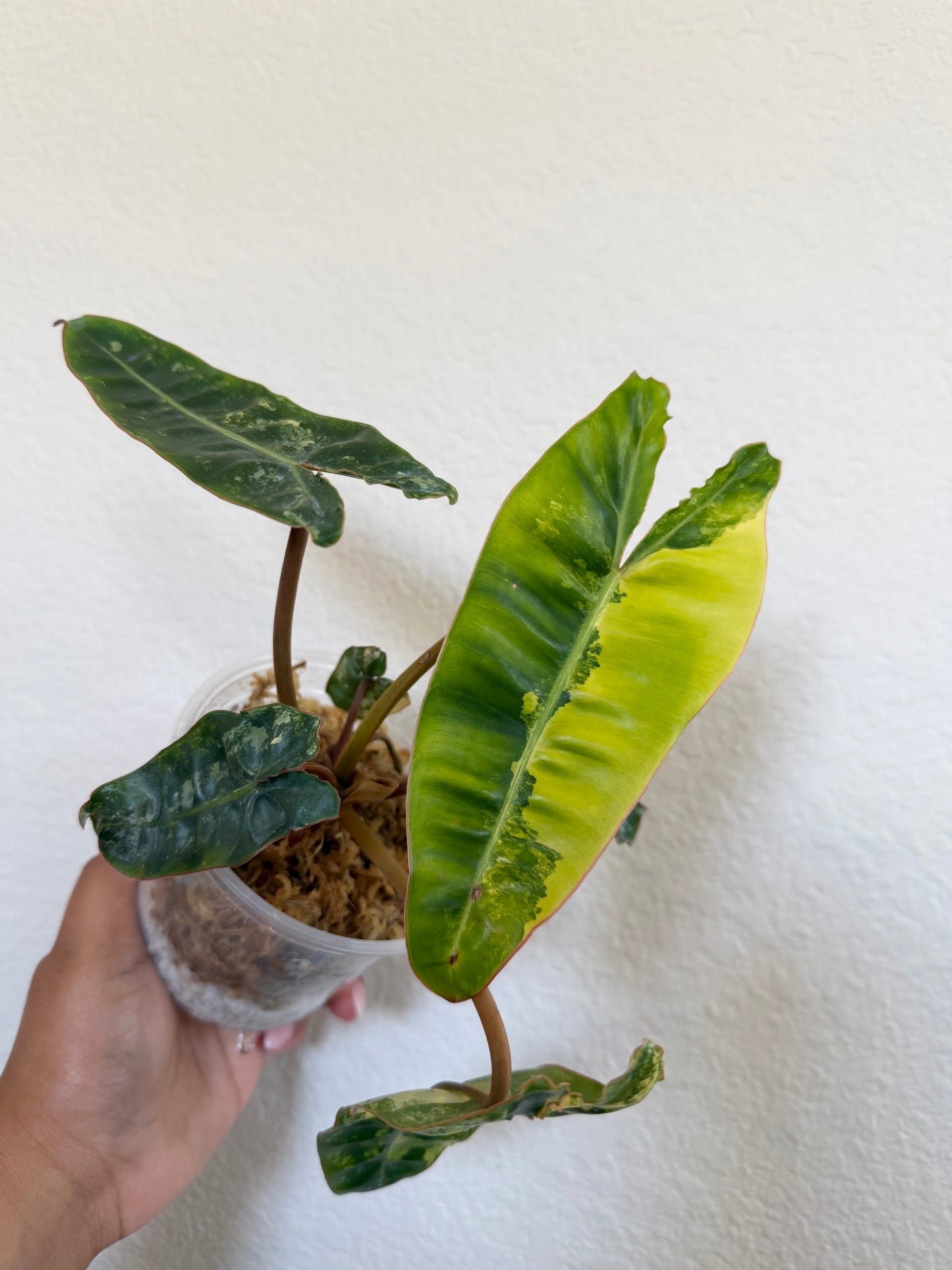 Philodendron Billietiae Variegated