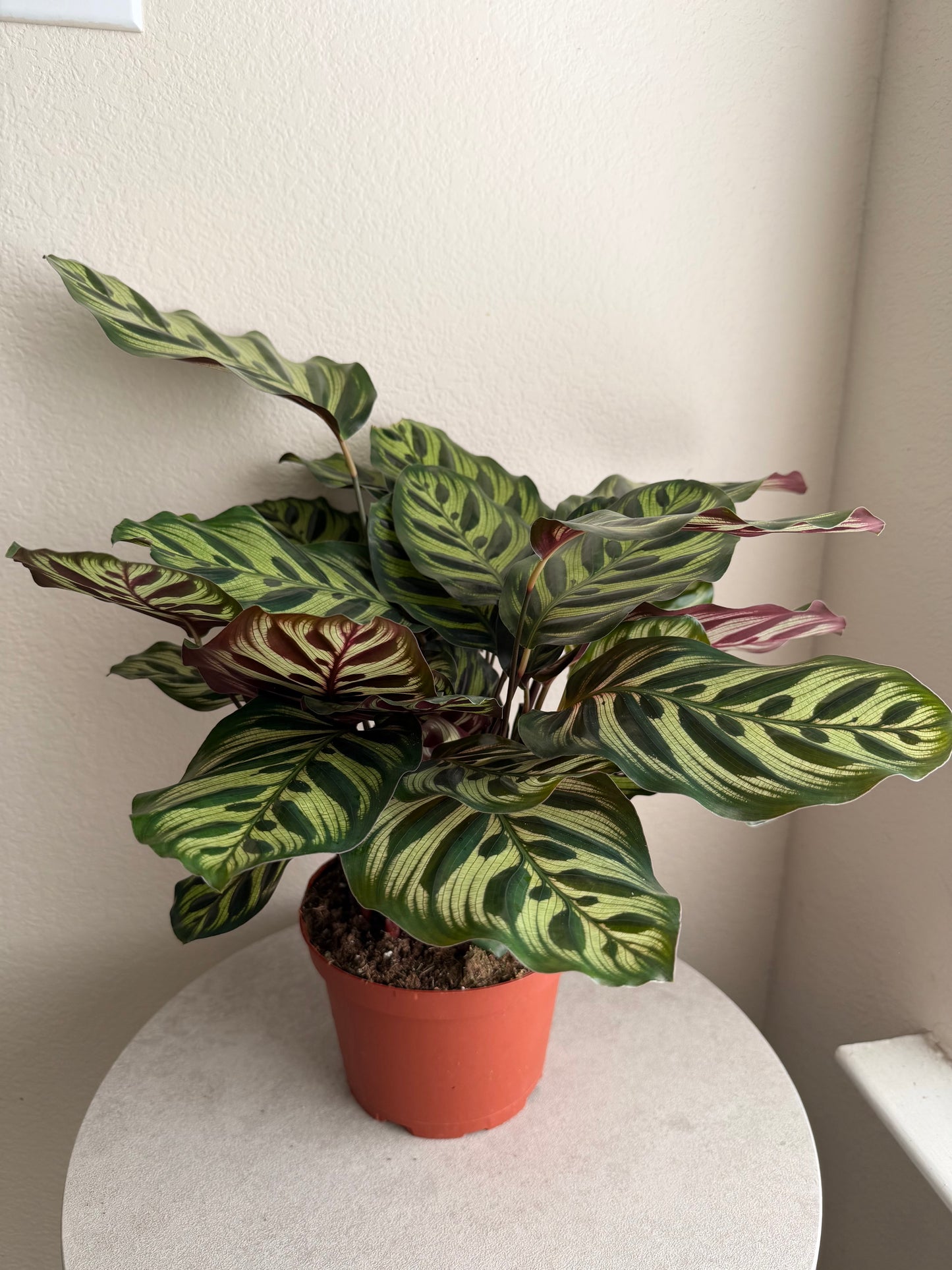 6” Peacock Prayer Plant
