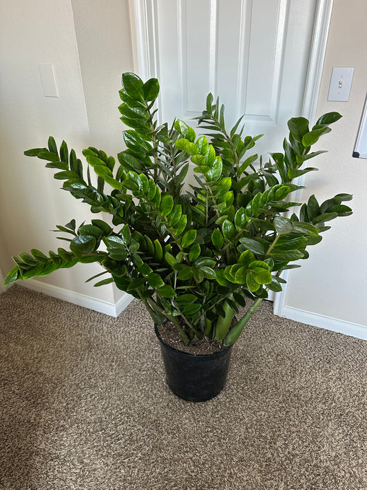 XL ZZ Plant in 14” Pot