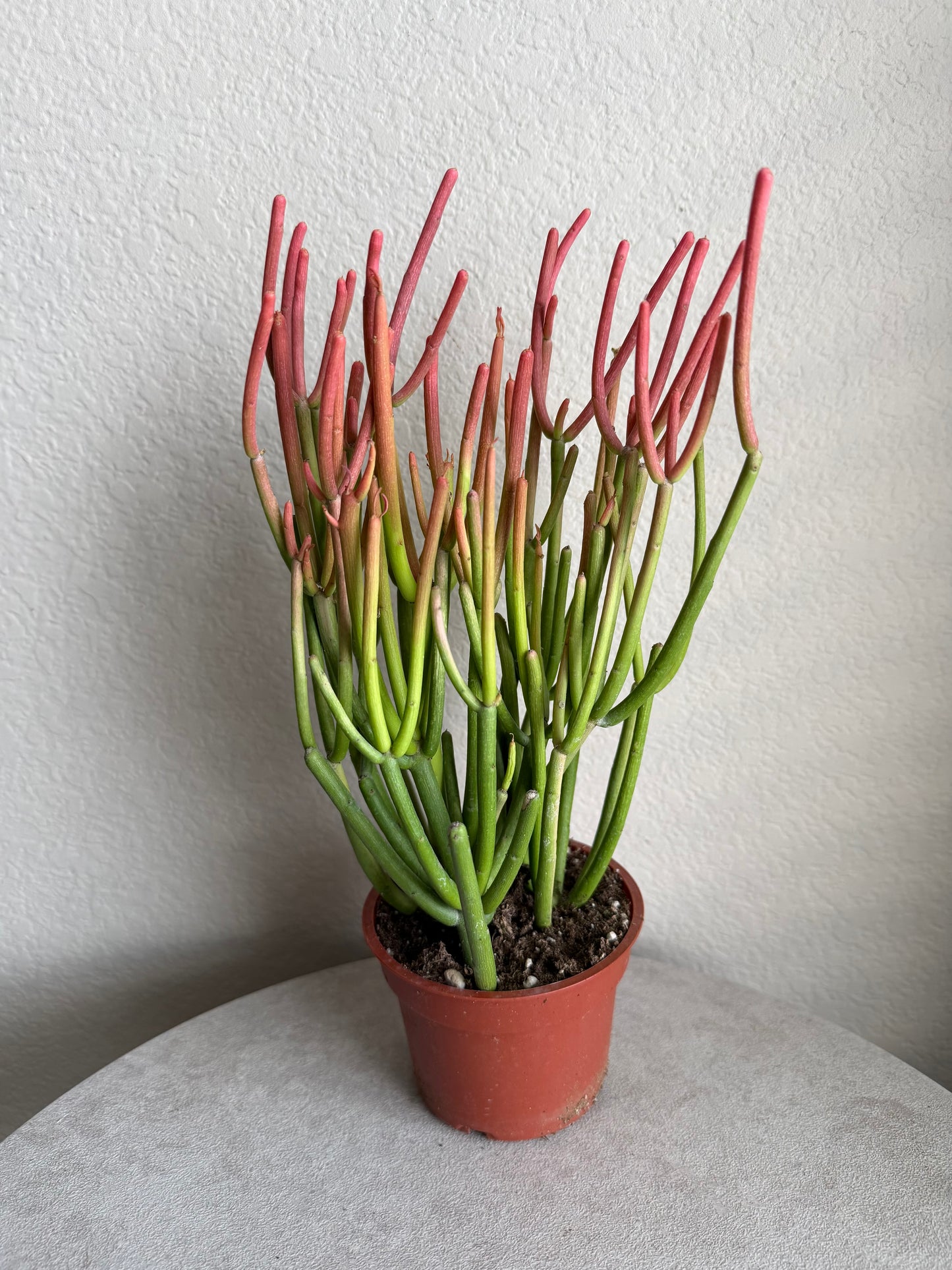 4” Euphorbia Tirucalli 'Sticks on Fire' (Pencil Cactus)