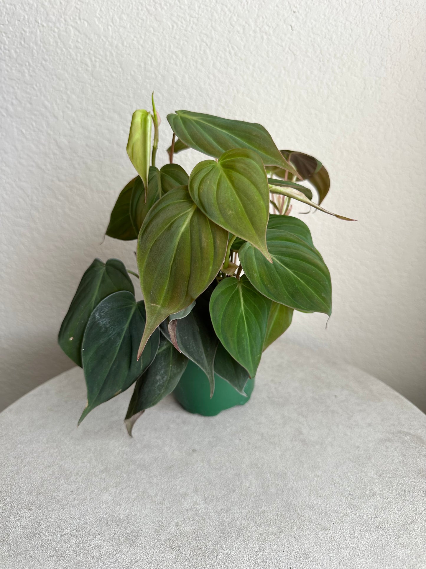 4” Philodendron Micans