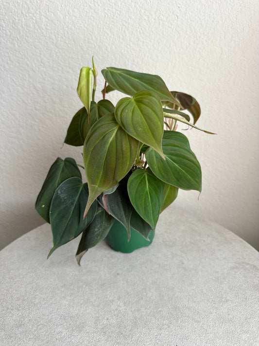 4” Philodendron Micans