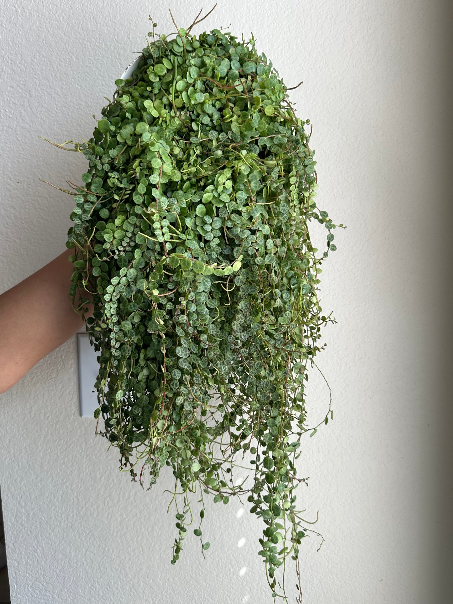 6” String of Turtles