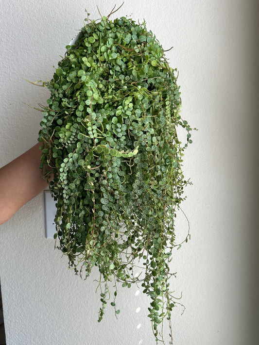 6” String of Turtles