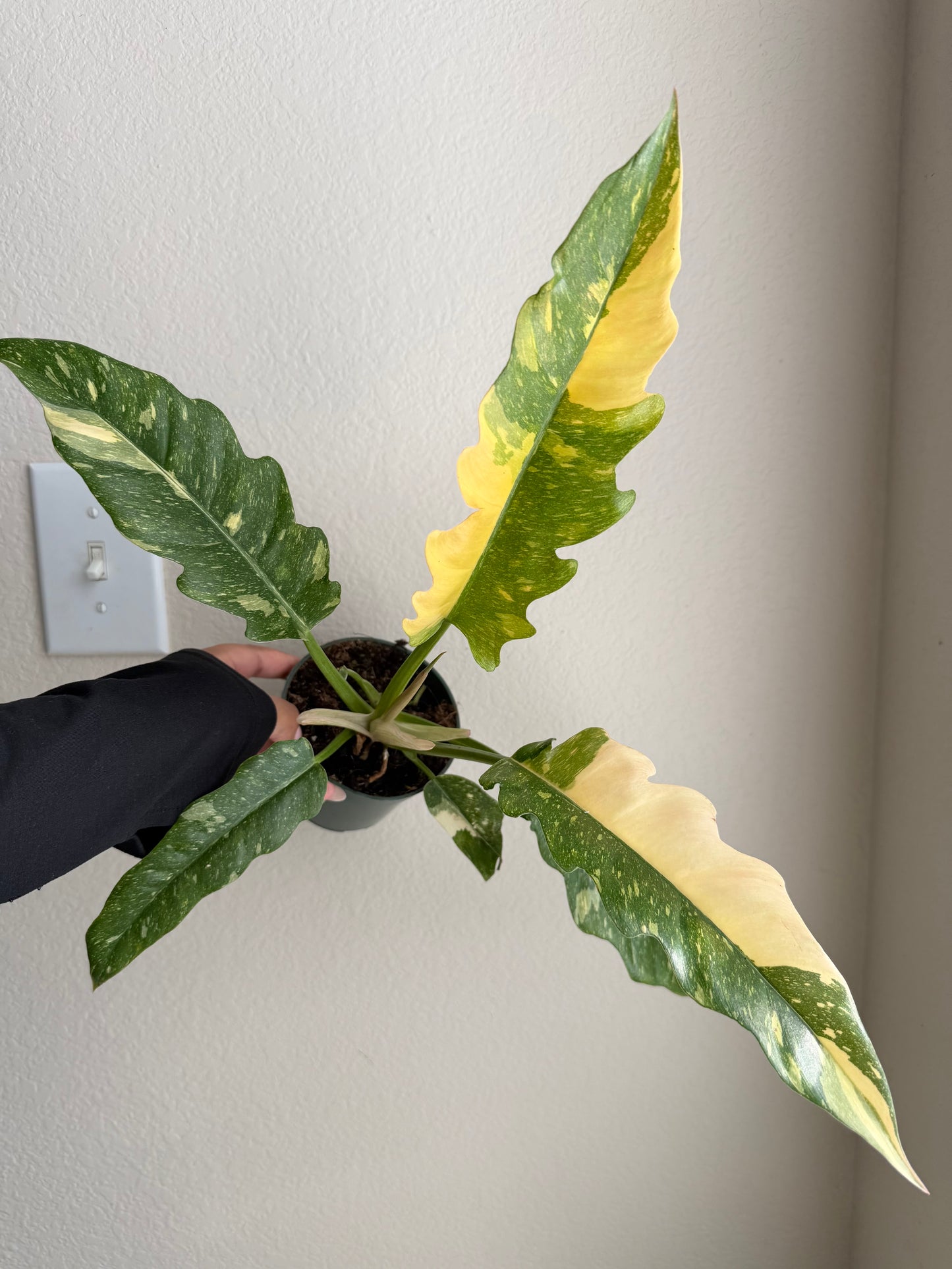 4” Philodendron Ring of Fire