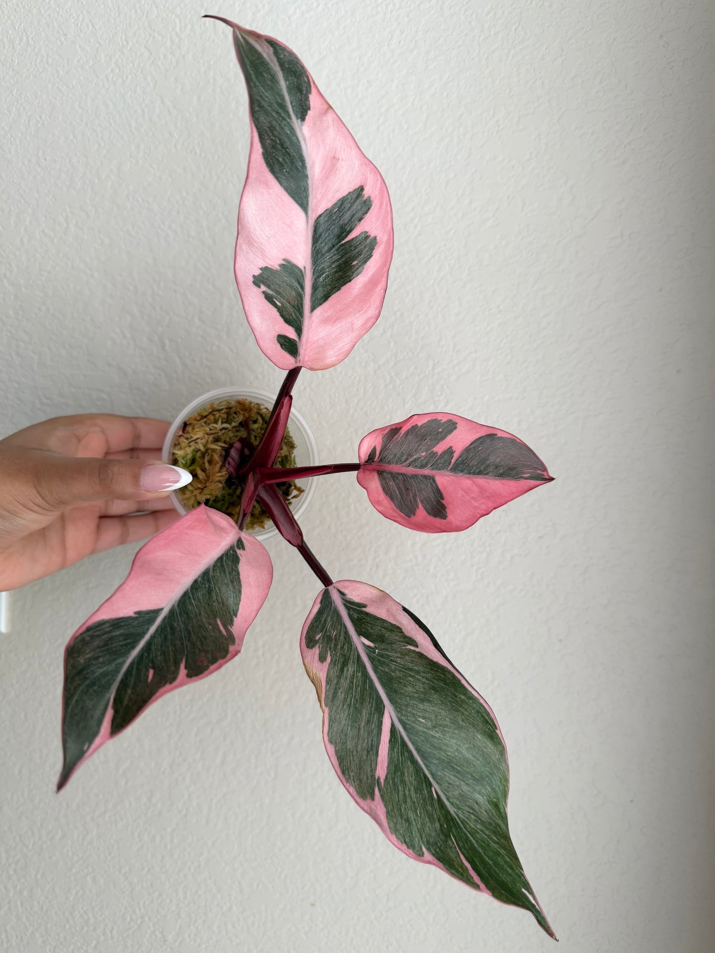 Rare Philodendron Pink Princess Mutation