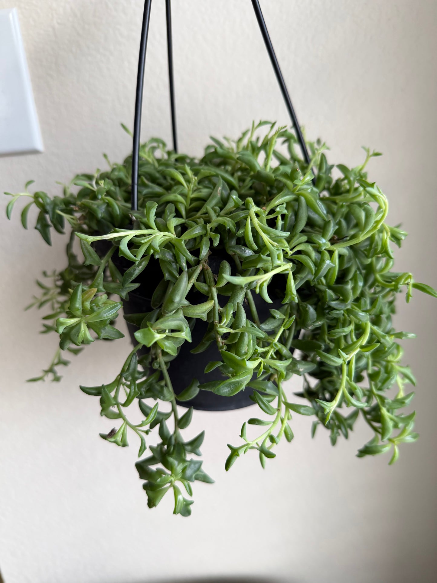 6” String of Dolphins Hanging Basket