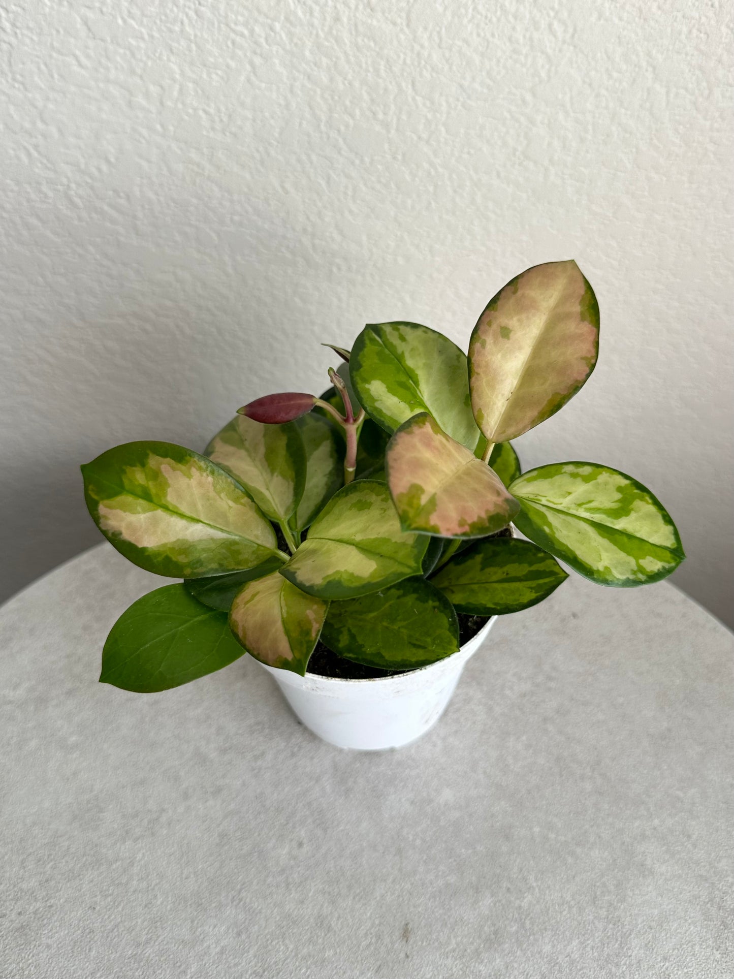 4” Hoya Australis 'Lisa'