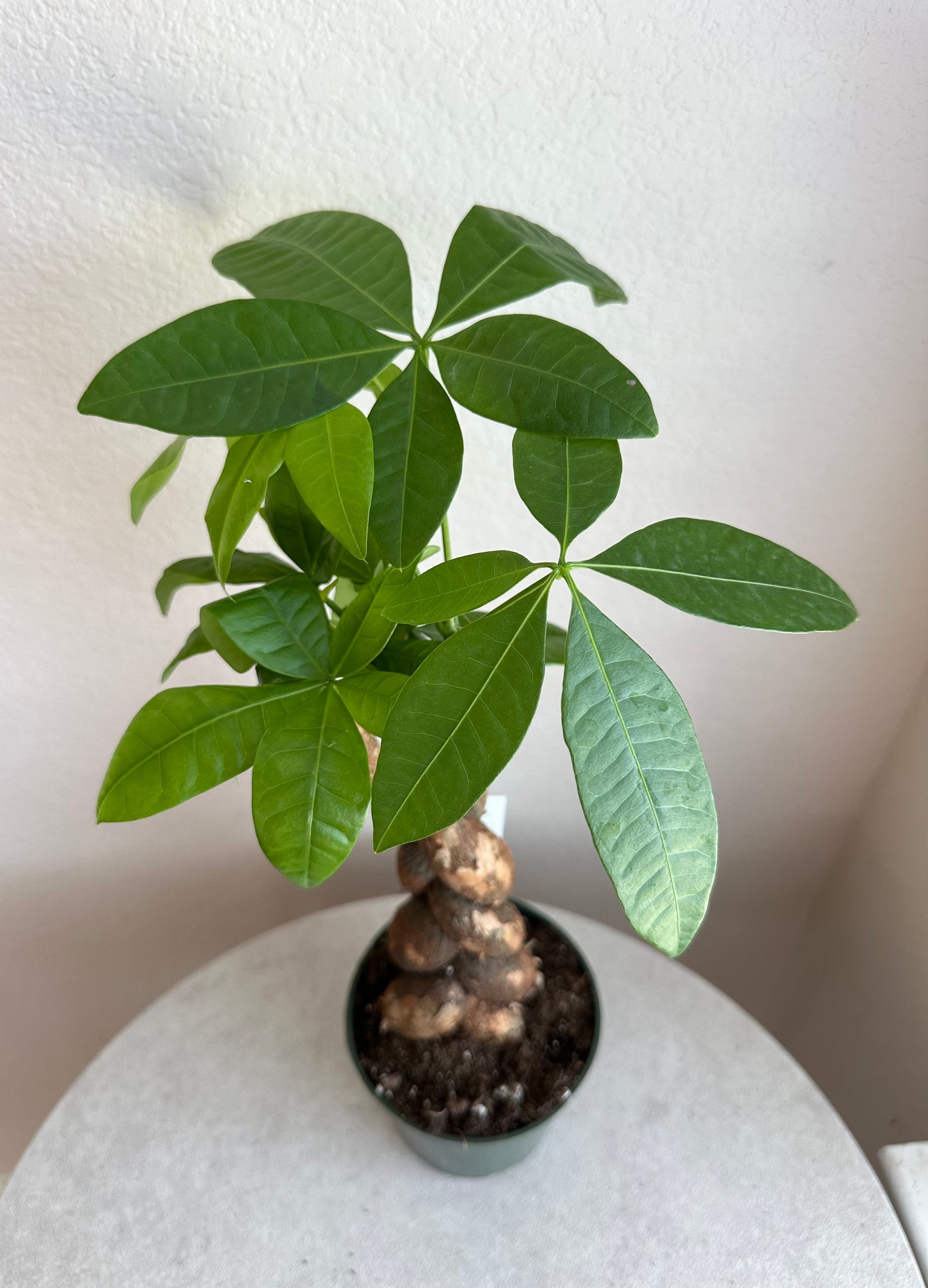 4” Braided Money Tree