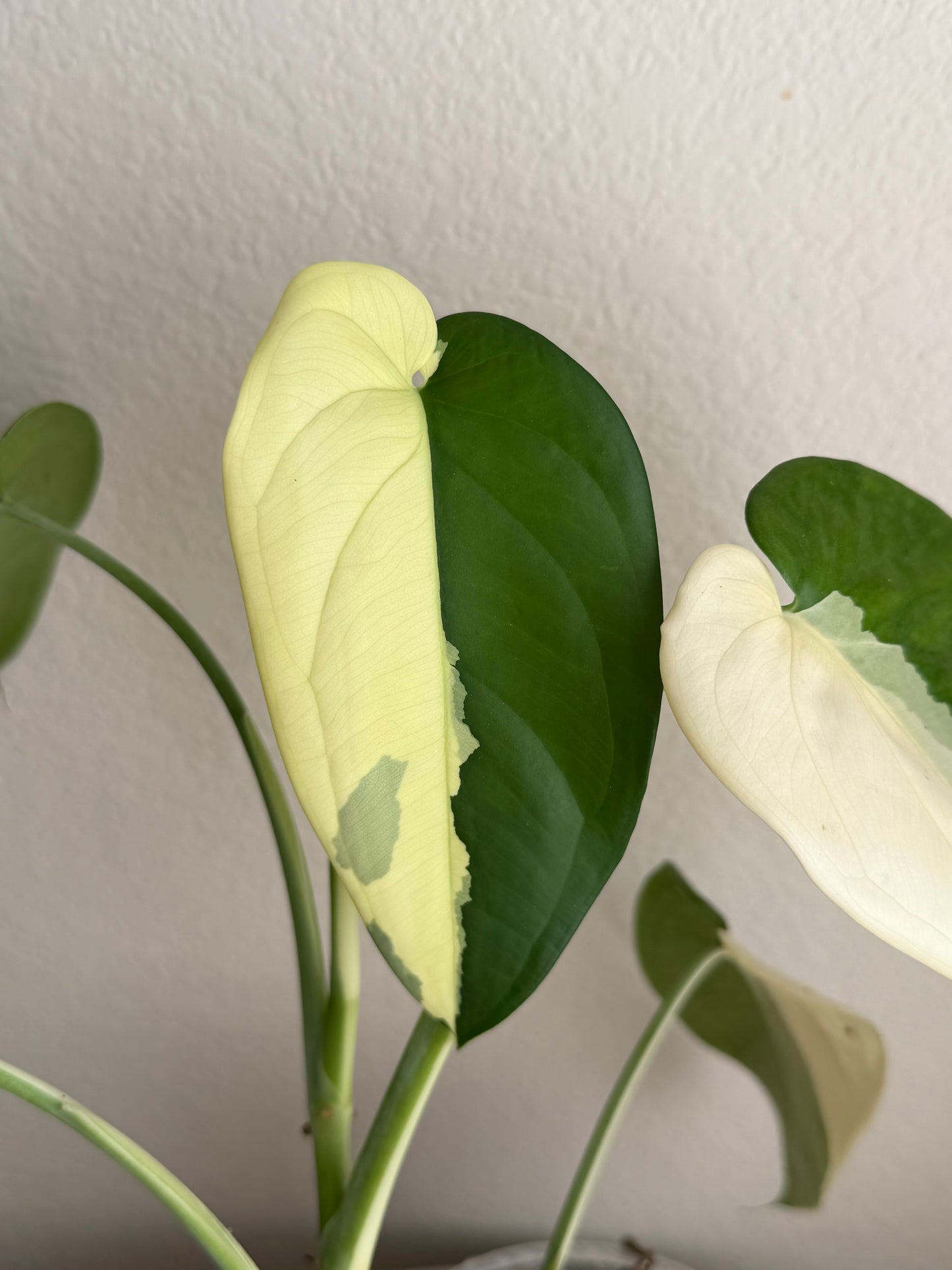 5” Syngonium Chiapense Variegated