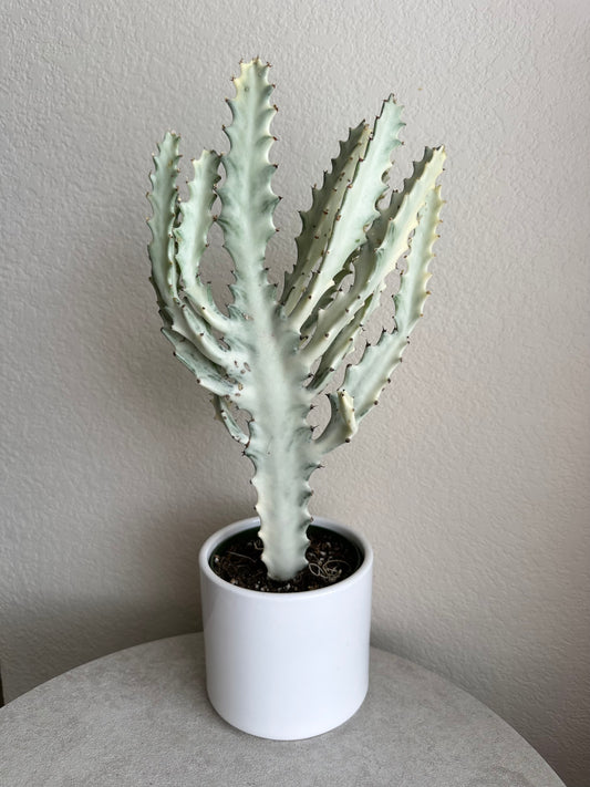 4” Euphoria Dragon Bone