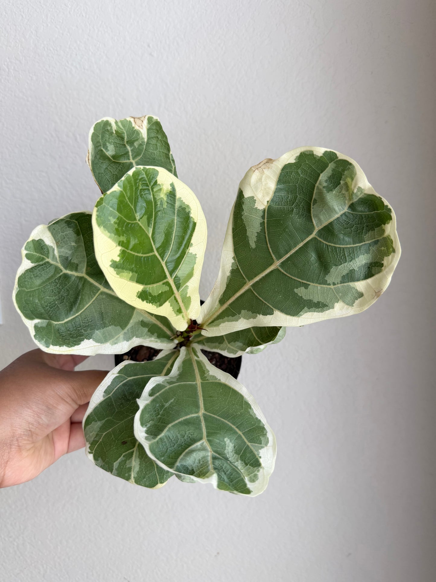 4” Variegated Fiddle Leaf Fig
