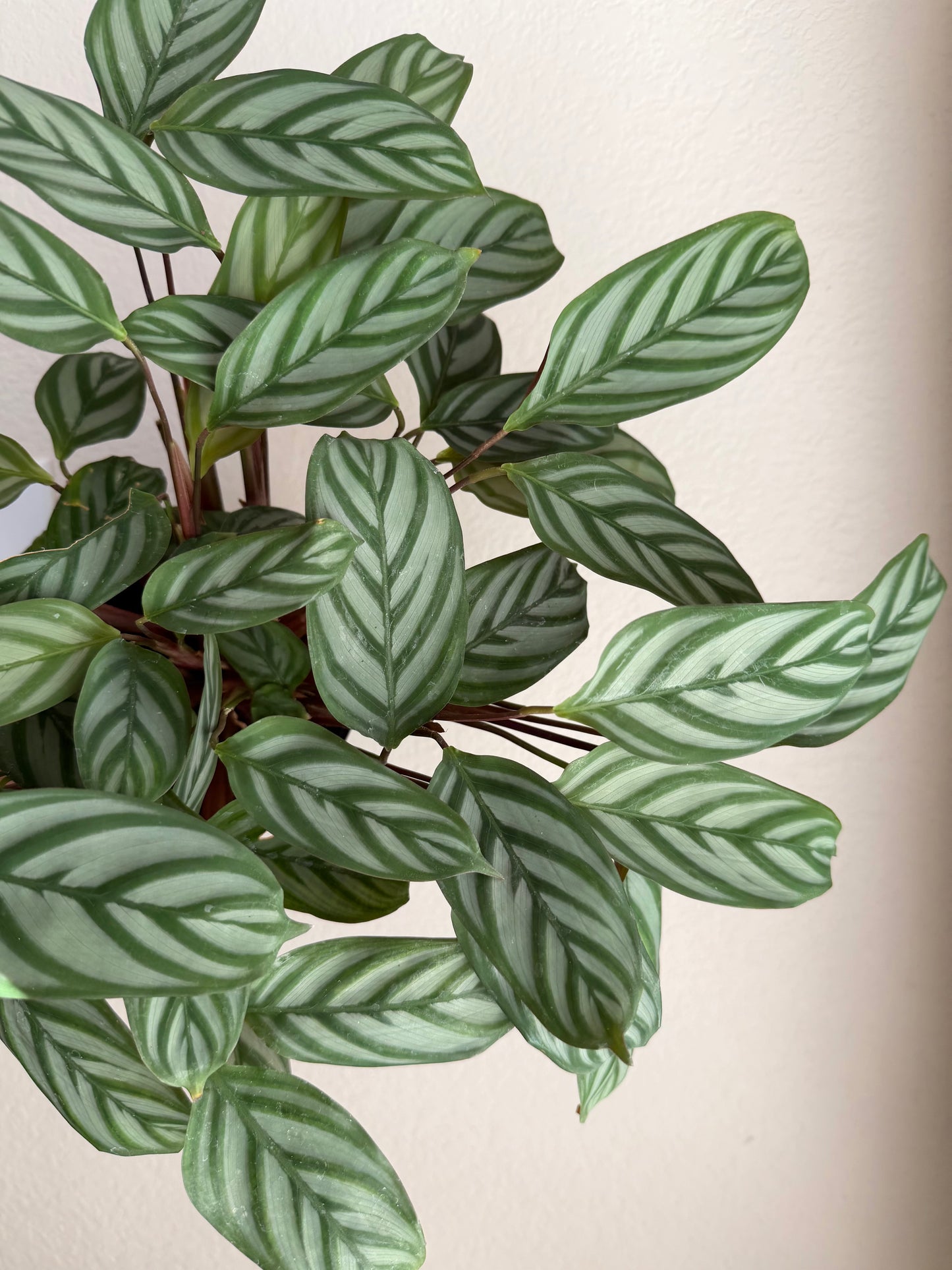 5” Calathea Setosa
