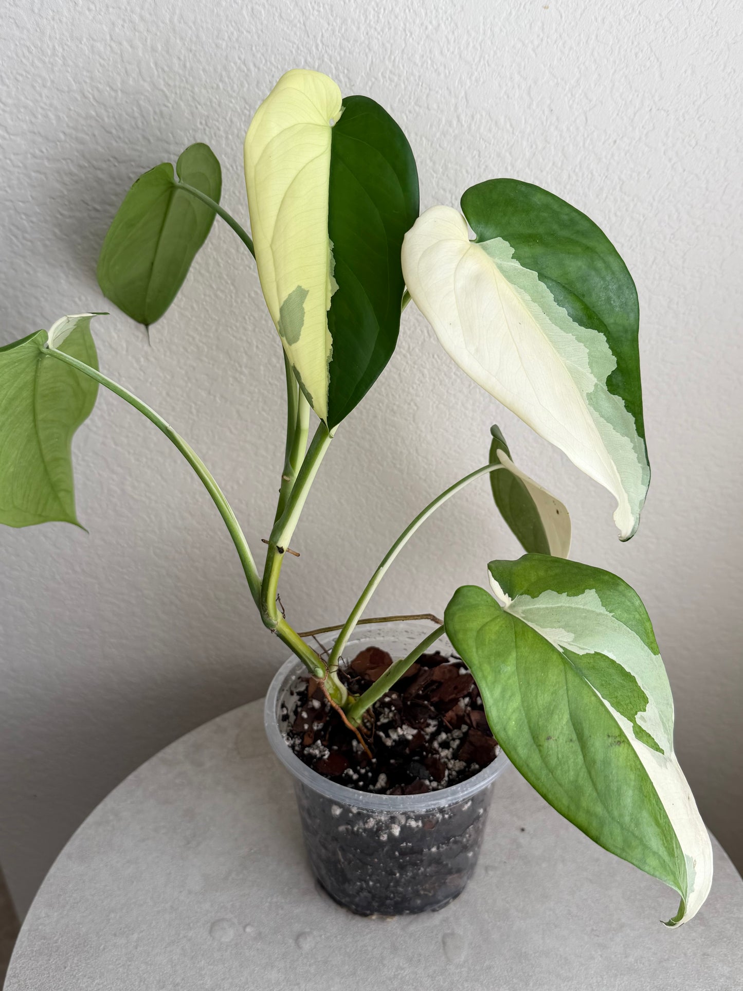 5” Syngonium Chiapense Variegated