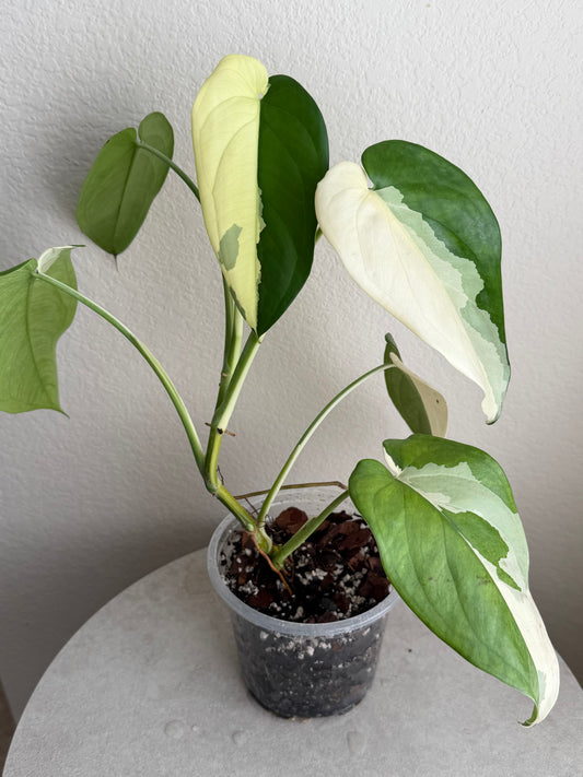 5” Syngonium Chiapense Variegated