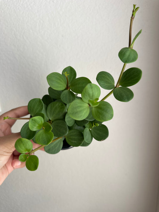 4” Peperomia Hope