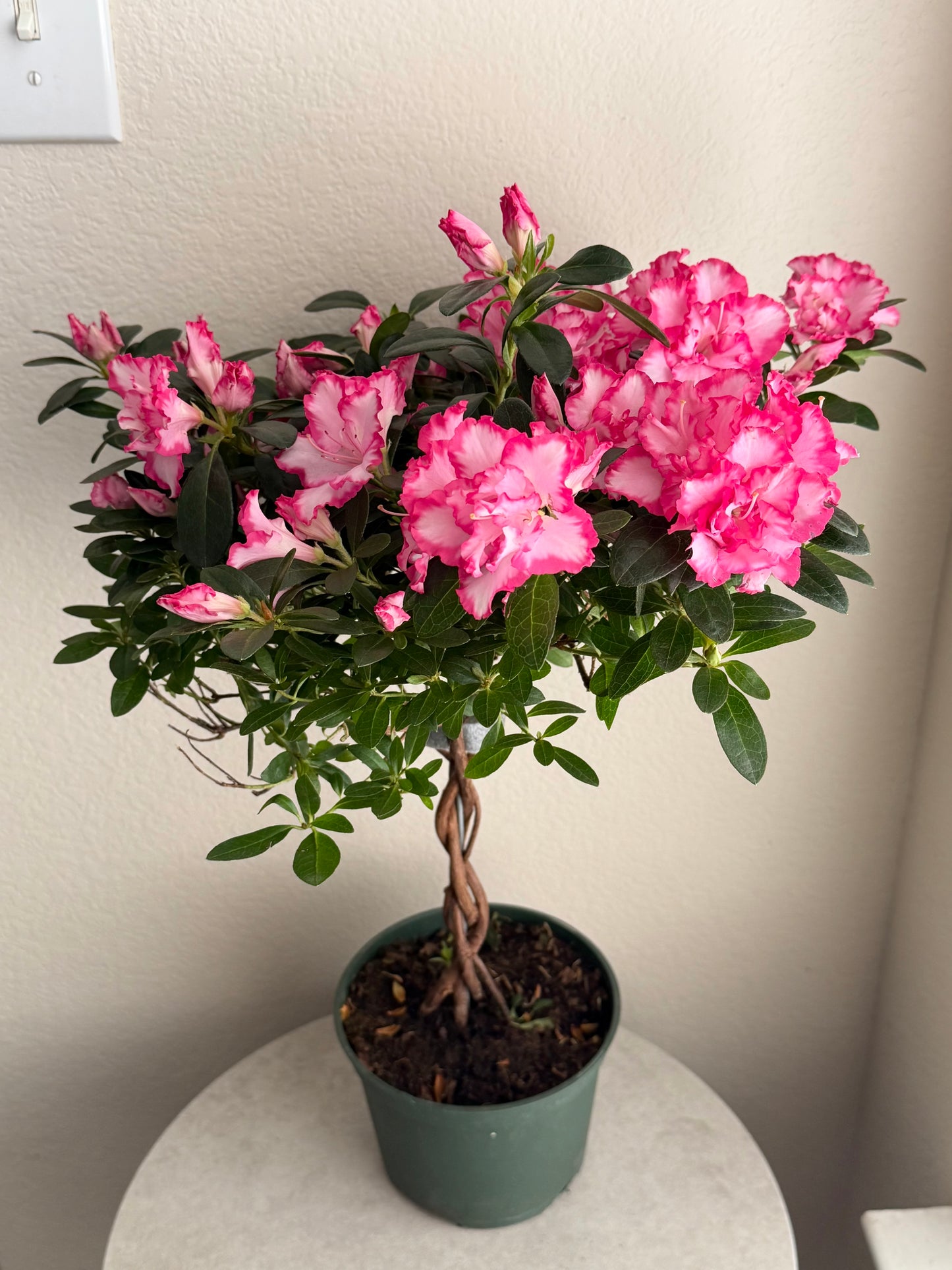 6” Braided Azalea Tree