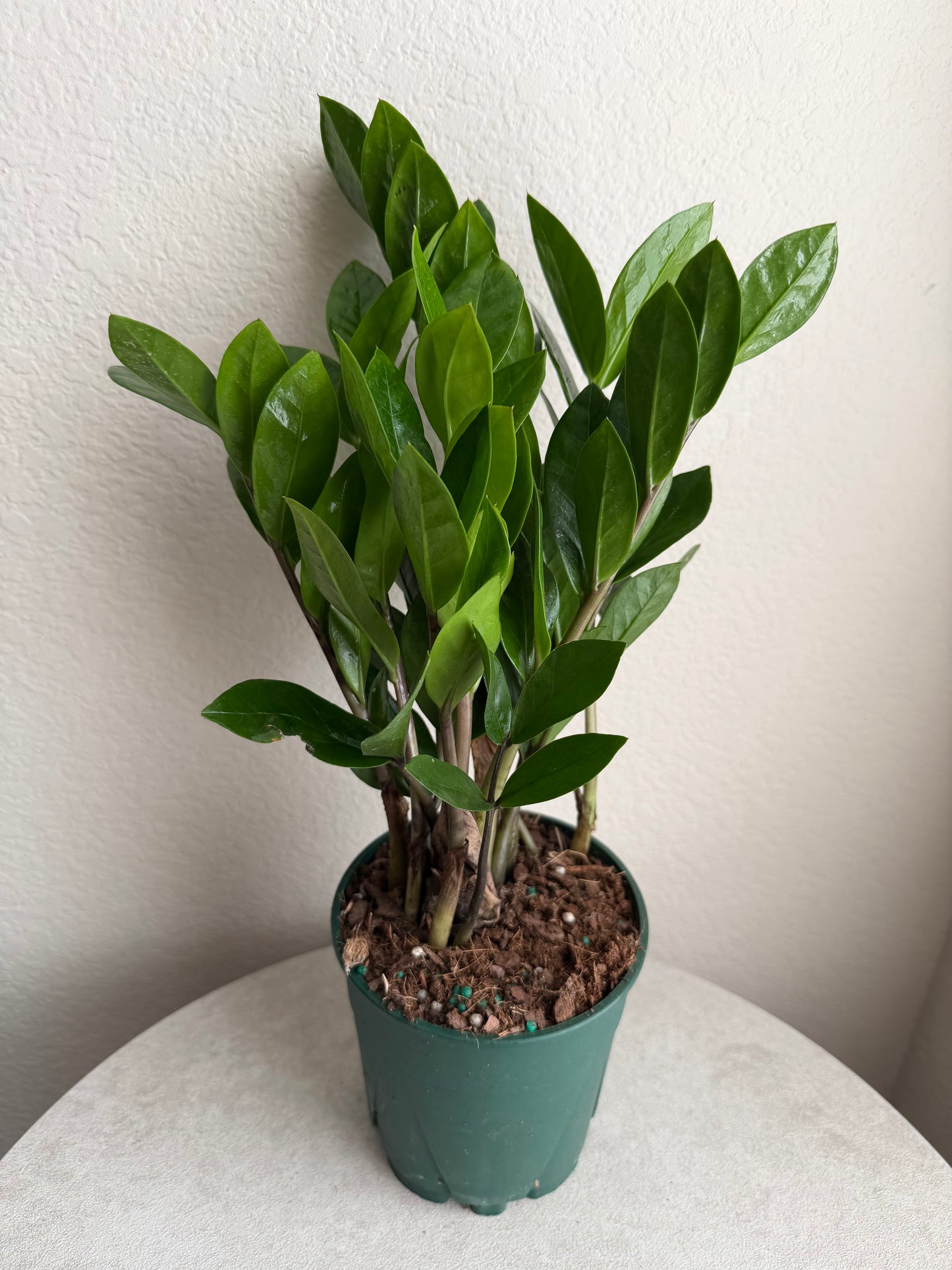 5” ZZ Plant