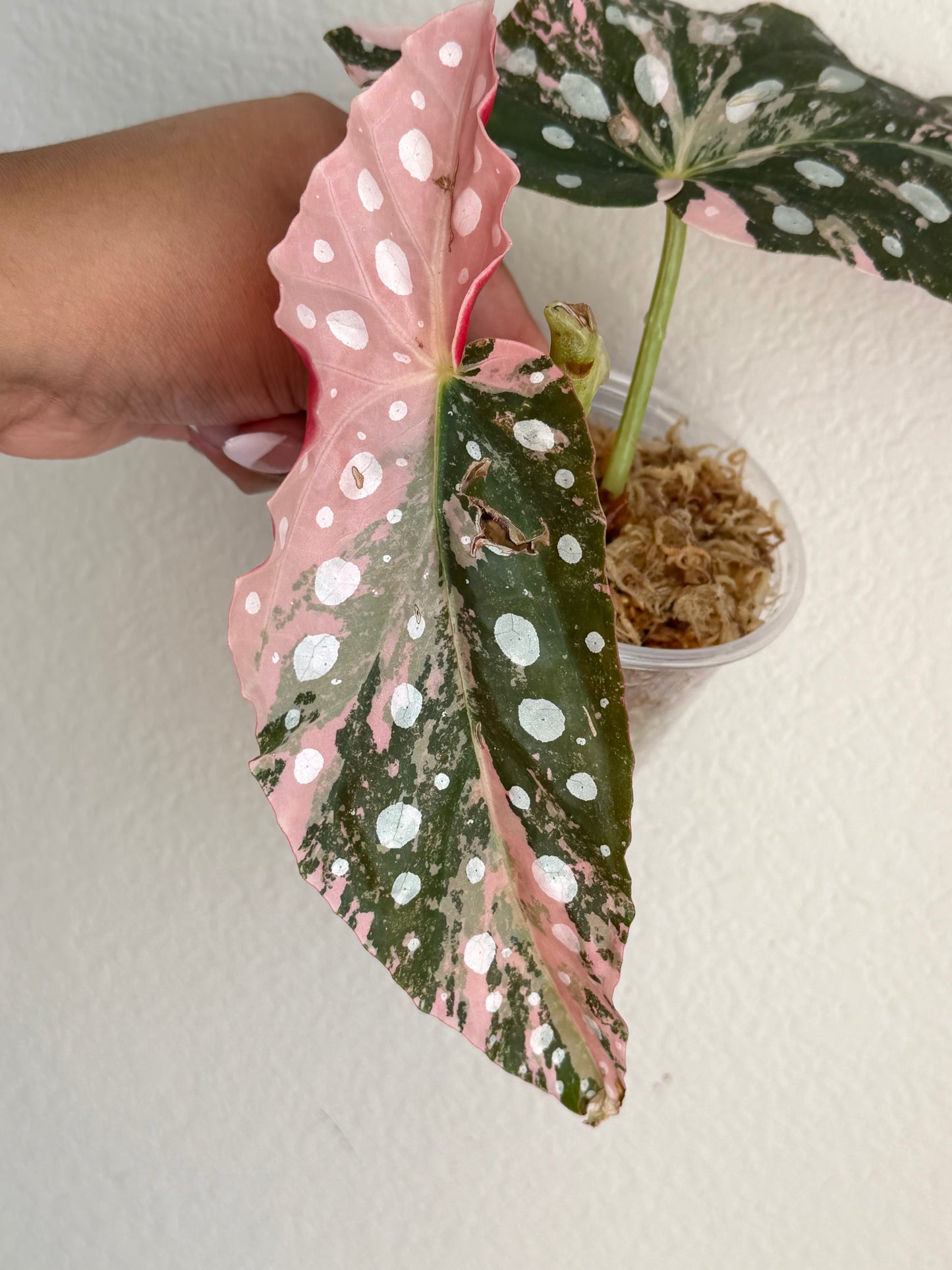 Begonia Maculata Pink Variegated