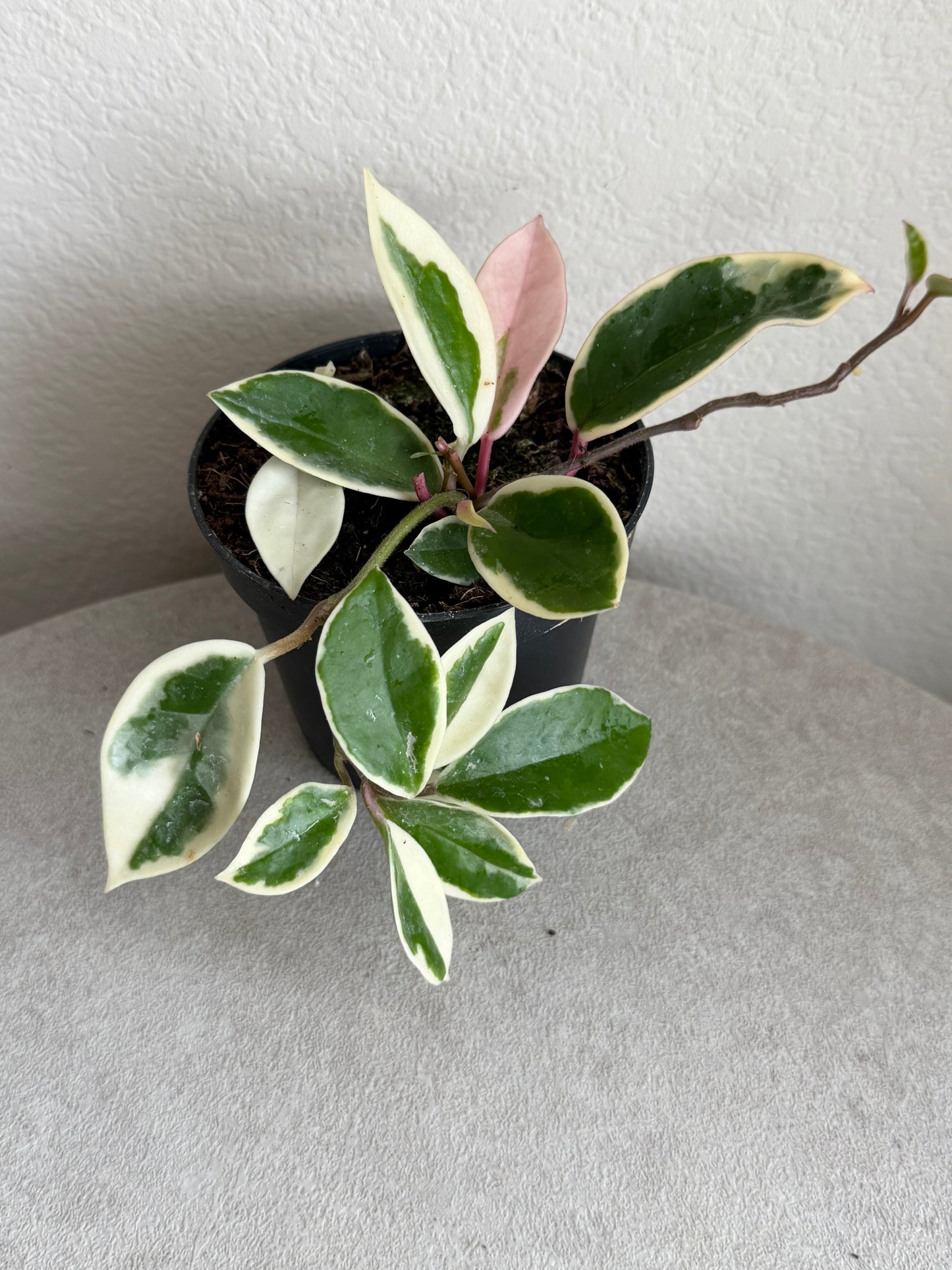 4” Hoya Krimson Queen