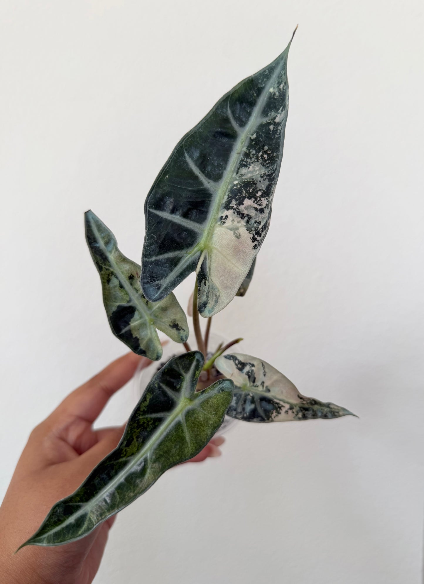 Alocasia Bambino Pink Variegated #2