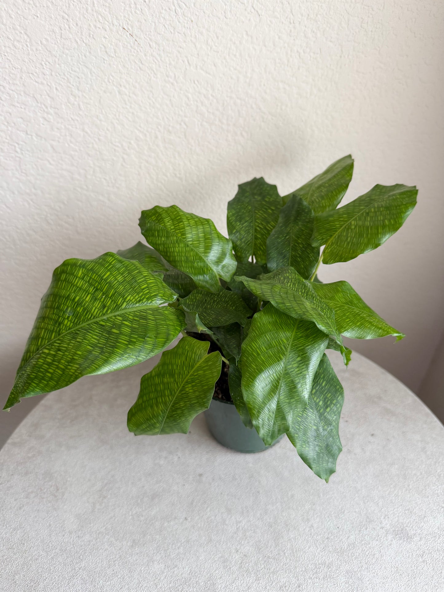 4” Calathea Musaica