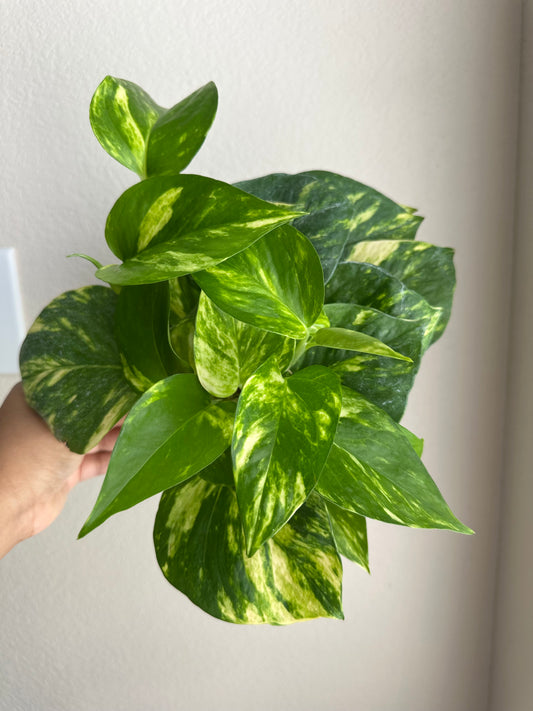 4” Golden Pothos