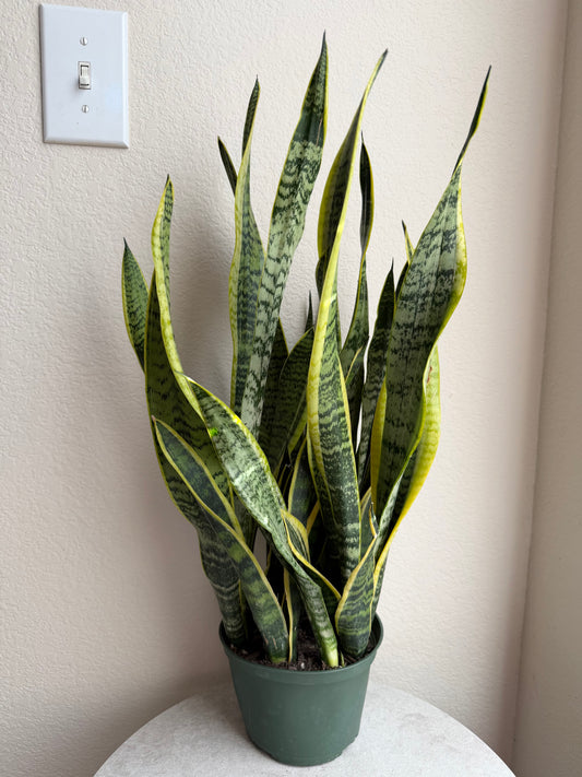 6” Snake Plant