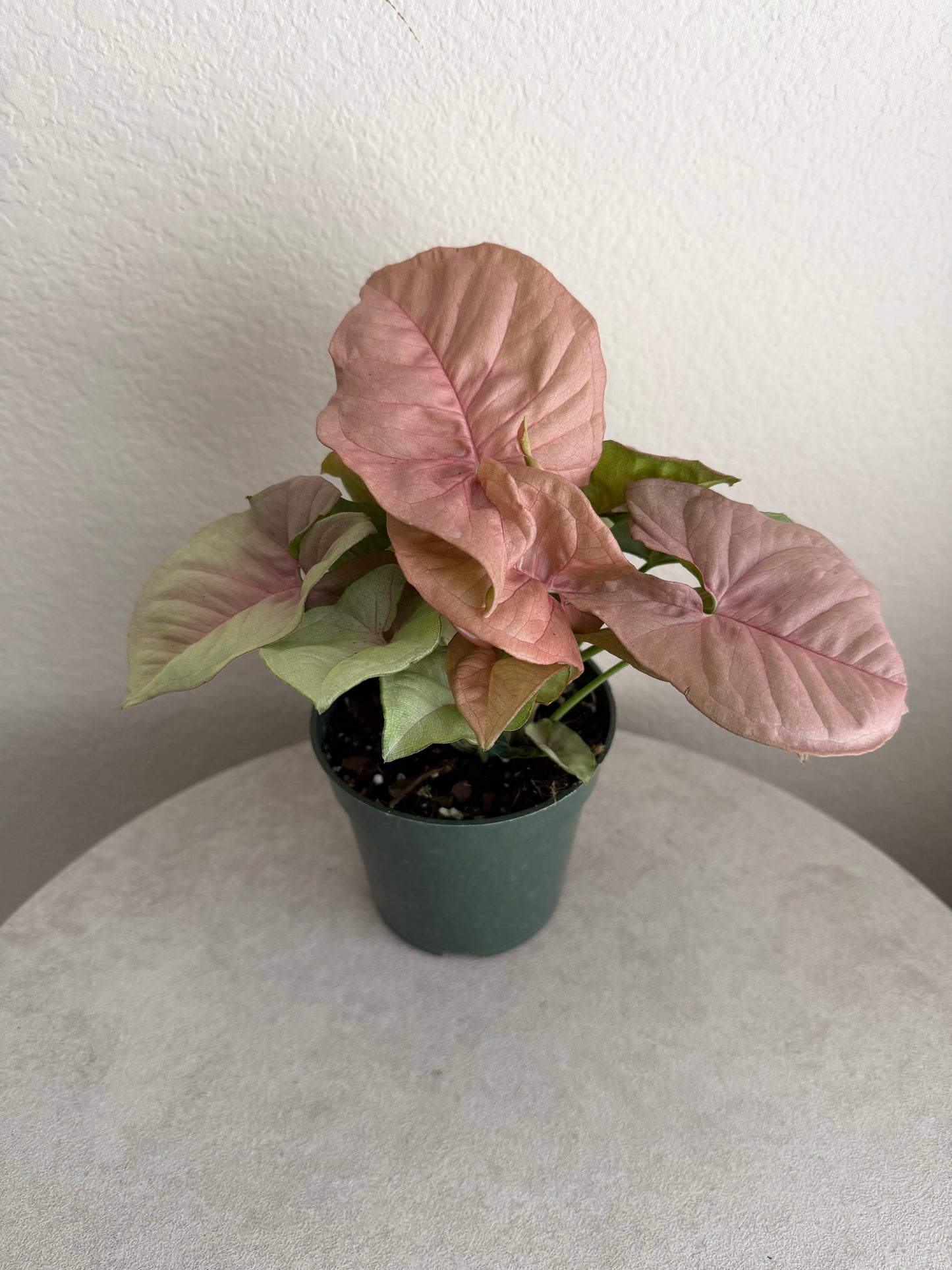 4” Syngonium Neon Robusta