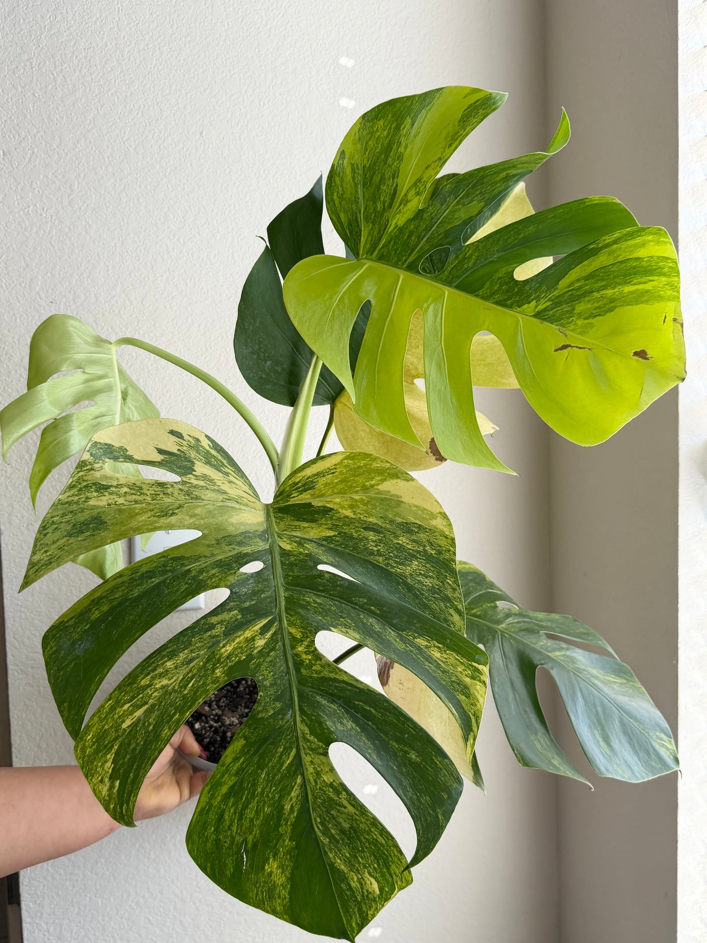 Monstera Aurea