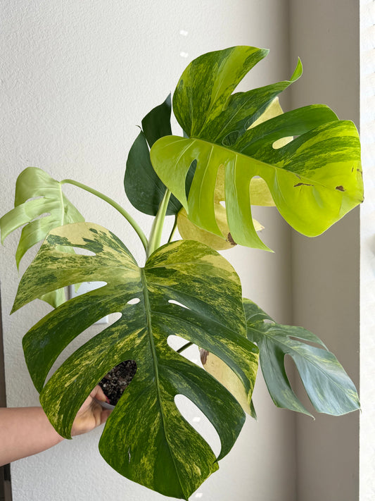 Monstera Aurea