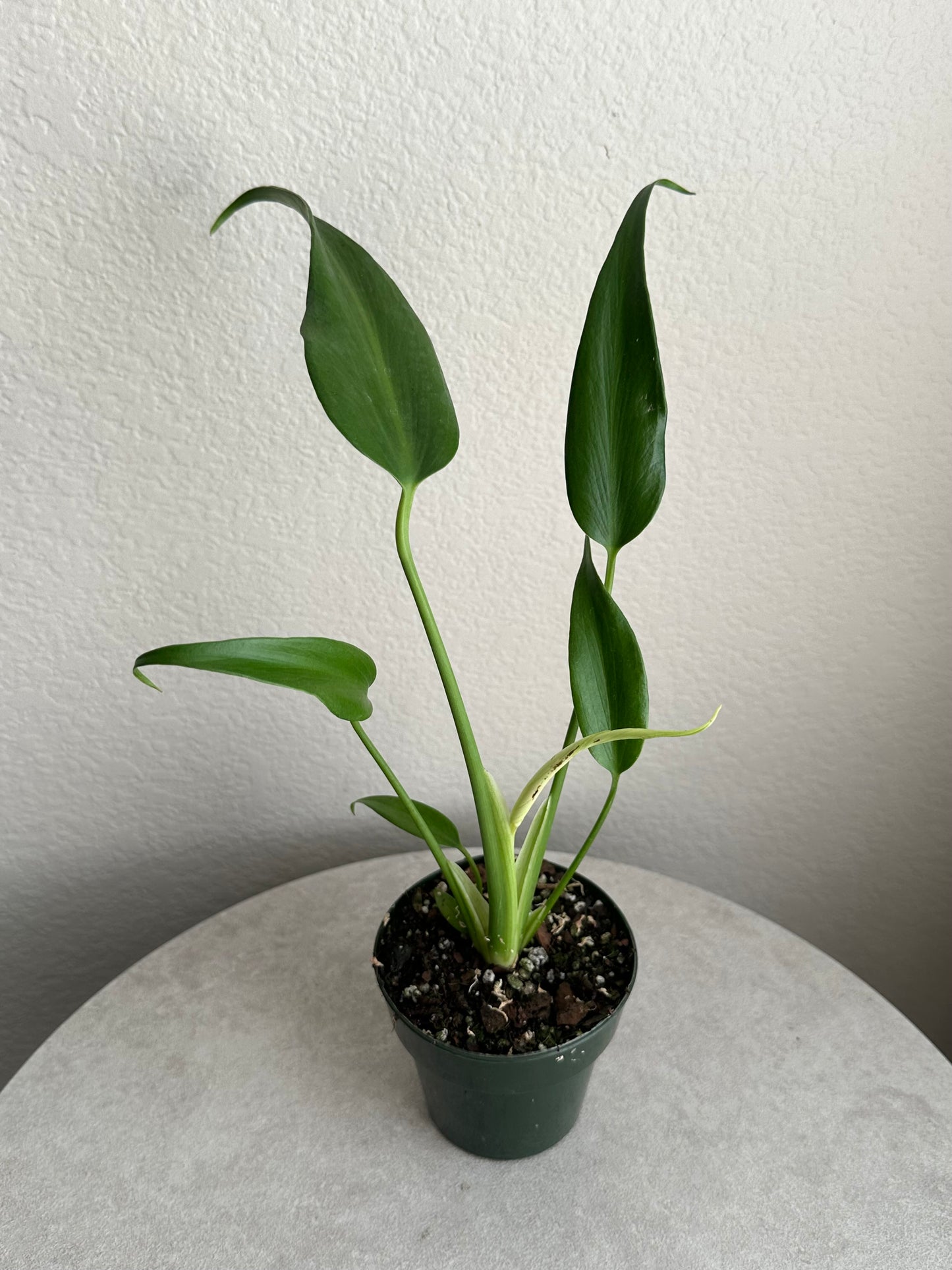 Monstera Burle Marx Flame