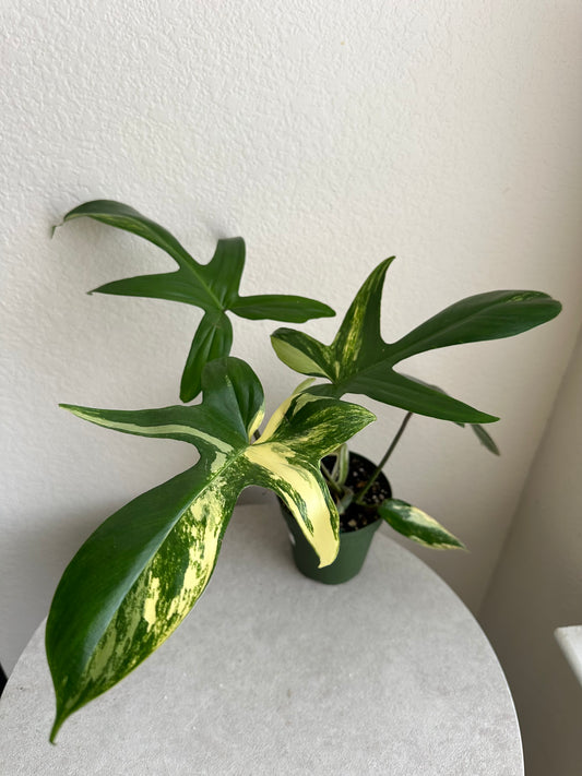 4” Philodendron 'Florida Beauty'