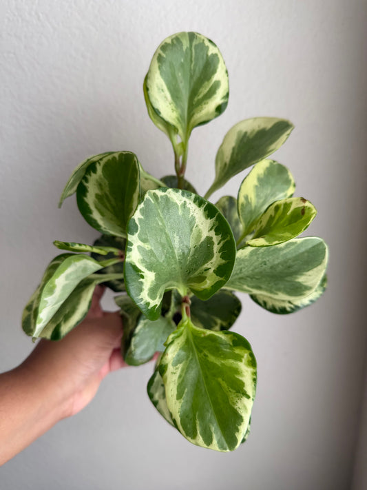 4” Peperomia Golden Gate