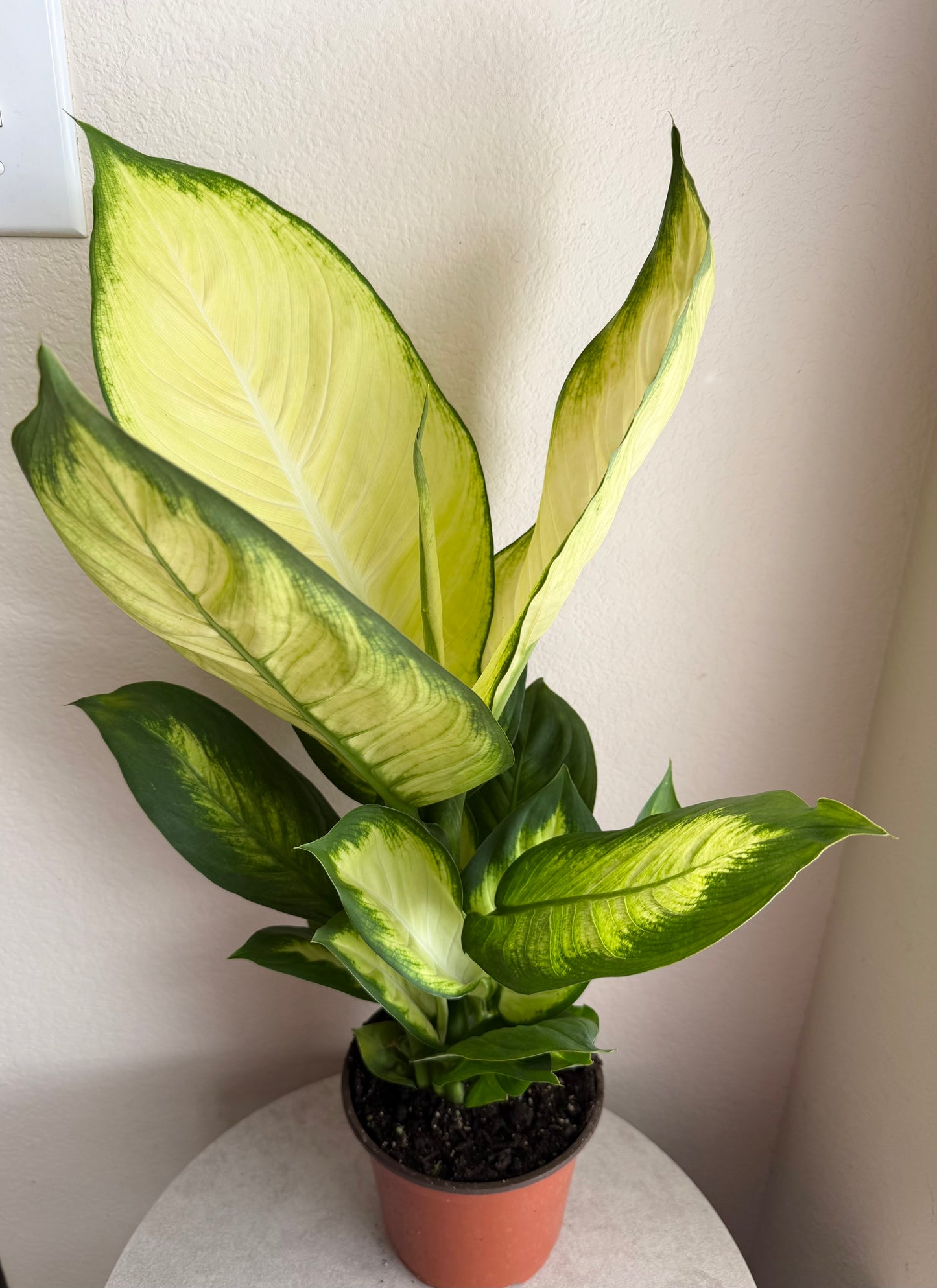 6” Dieffenbachia Honeydew
