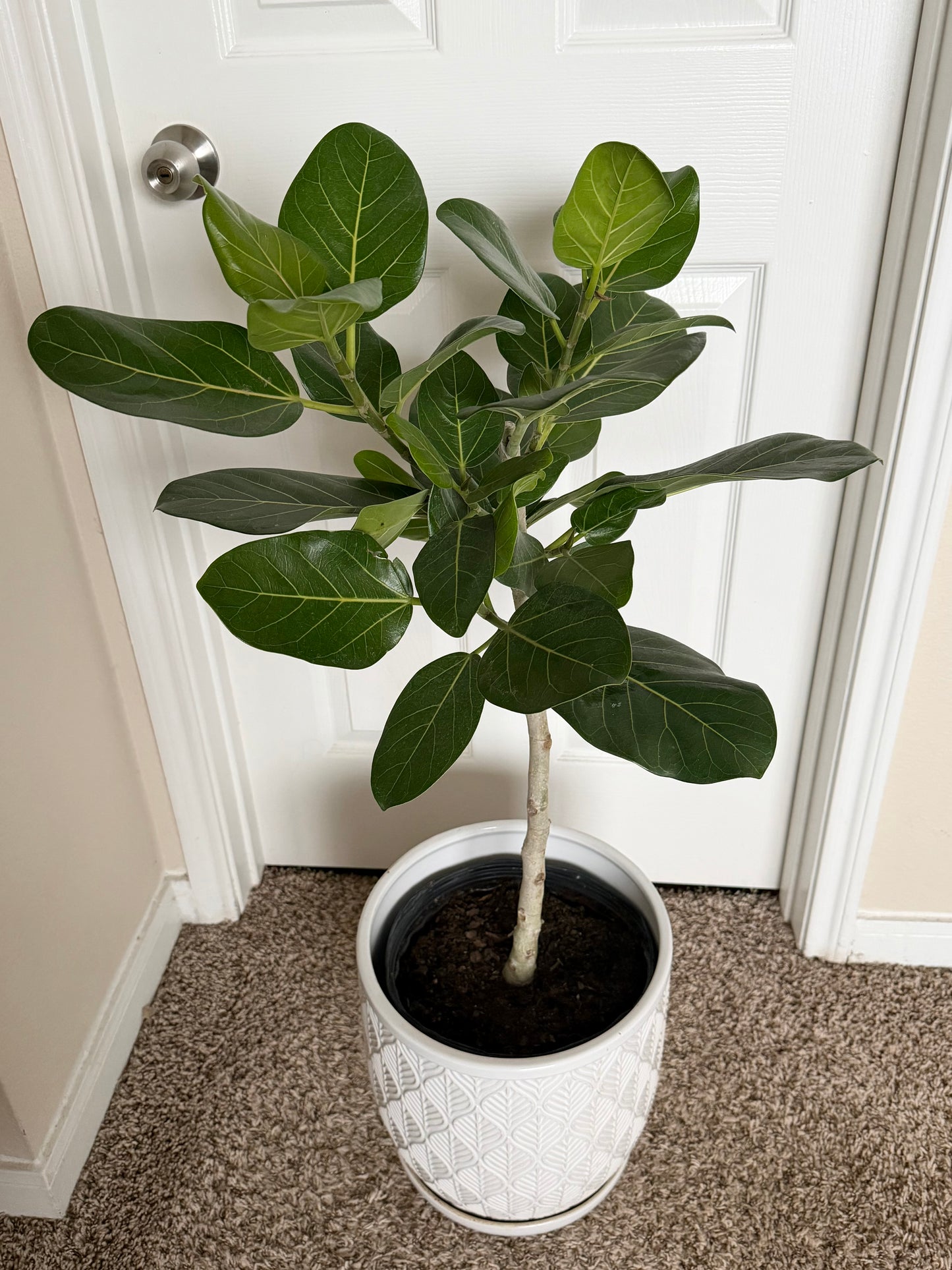 10” Ficus Audrey