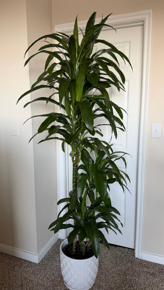 10” Lisa Cane Dracaena