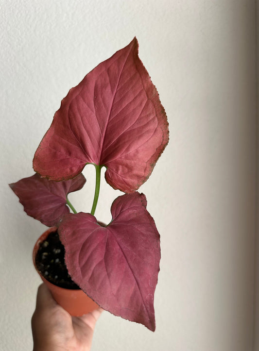 4” Syngonium 'Orm Nak Red'