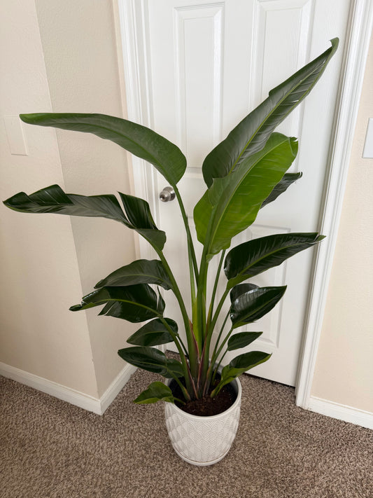 10” Bird of Paradise