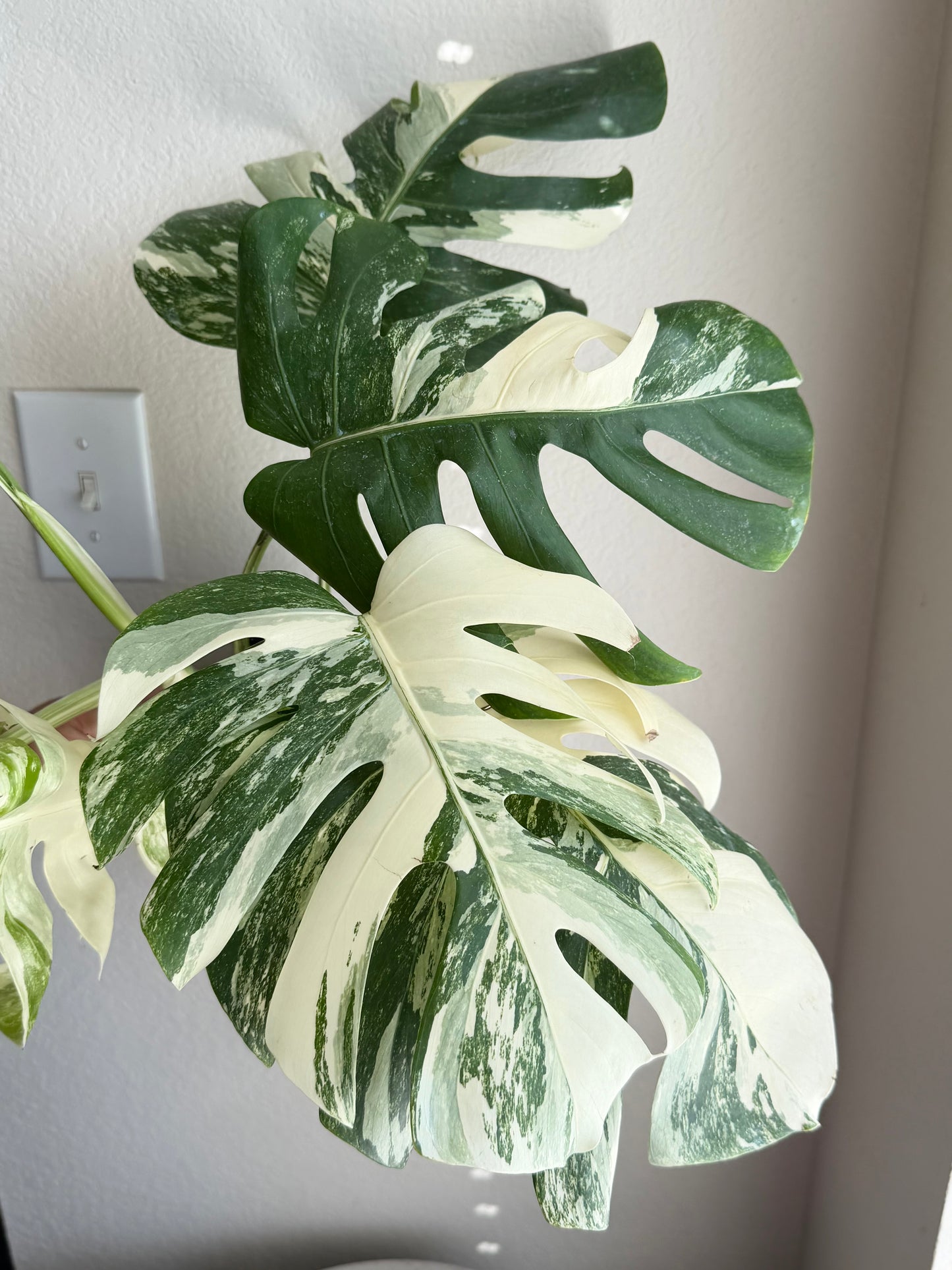 Monstera Albo