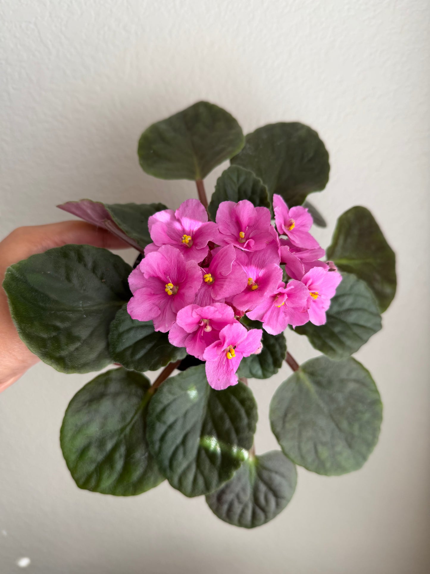 4” African Violets