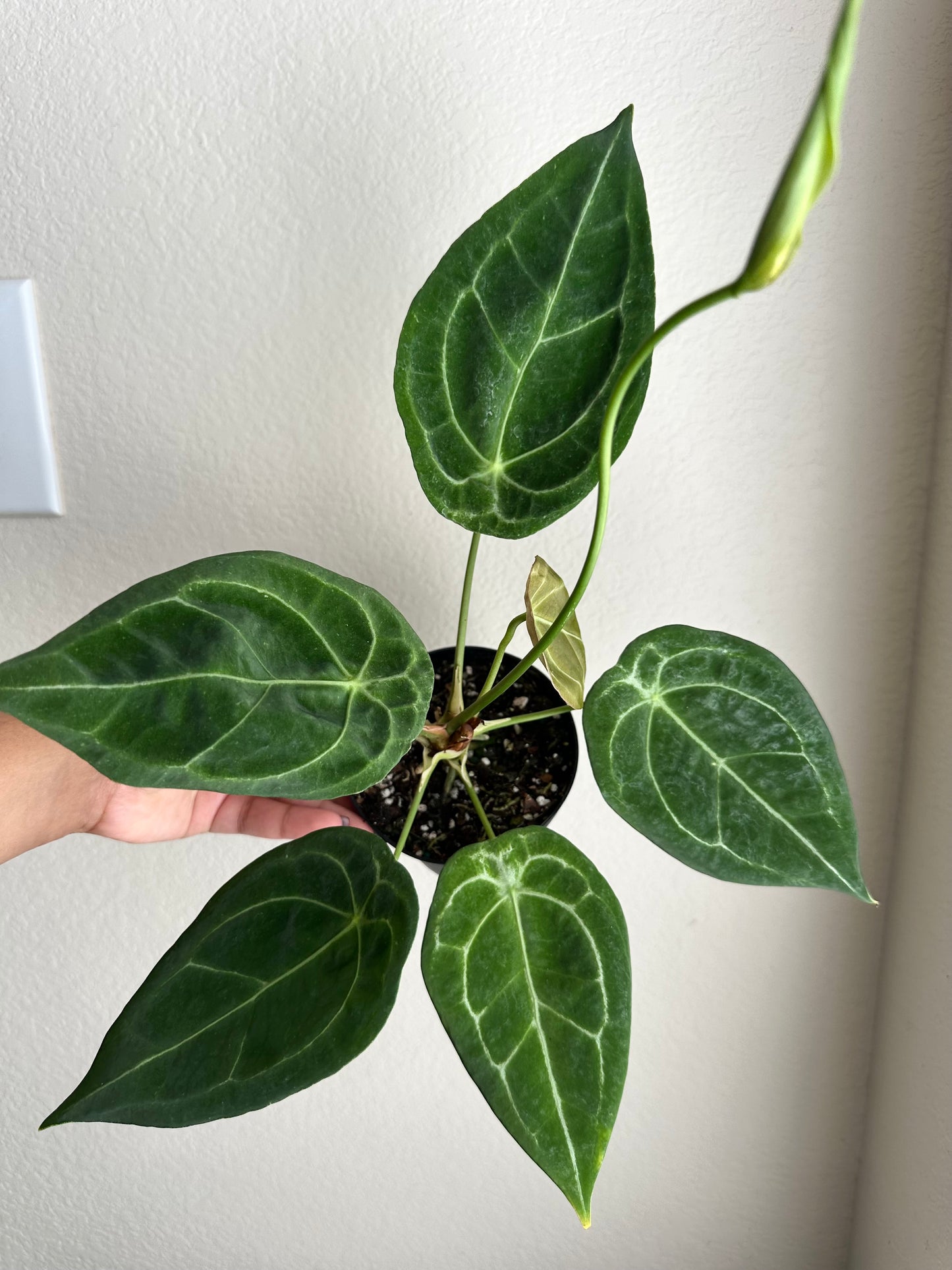 4” Anthurium Forgetti