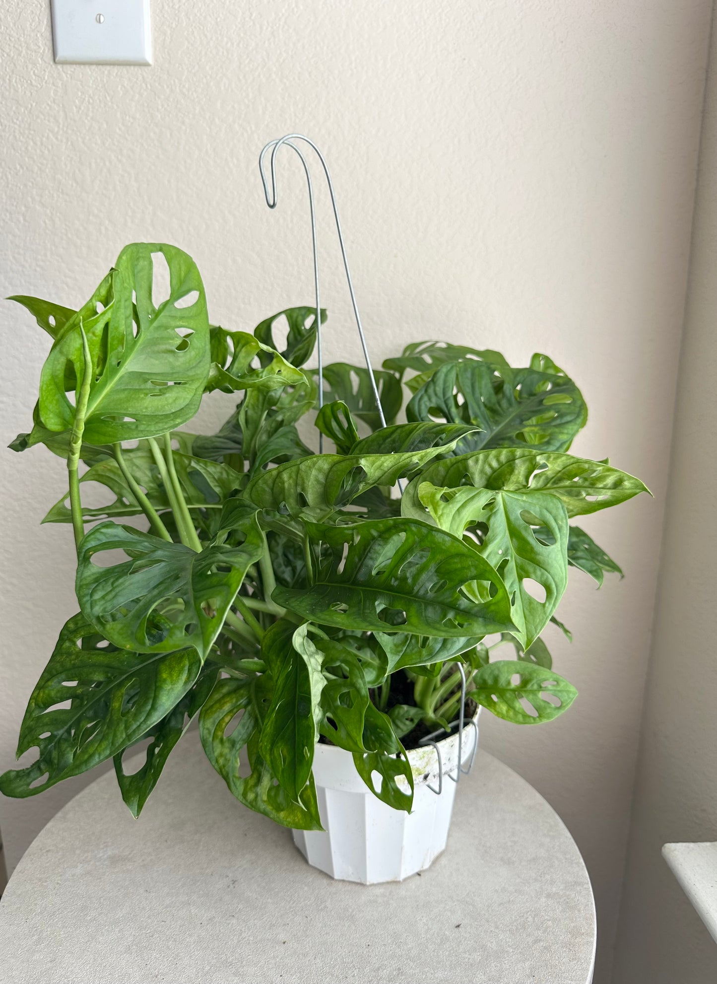 6” Monstera Adansonii (Swiss Cheese
Plant)