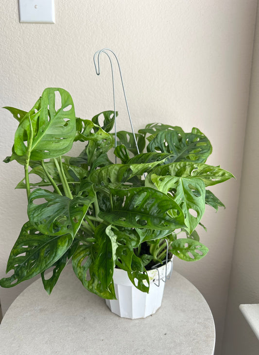 6” Monstera Adansonii (Swiss Cheese
Plant)