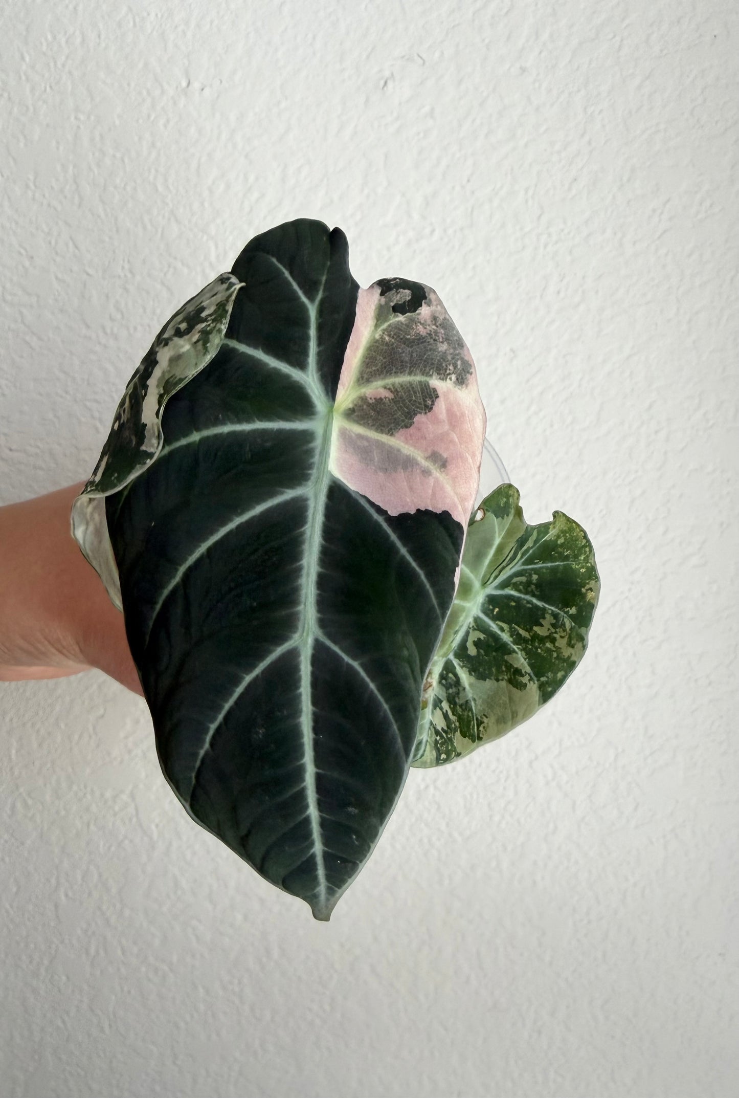 Alocasia Pink Black Velvet