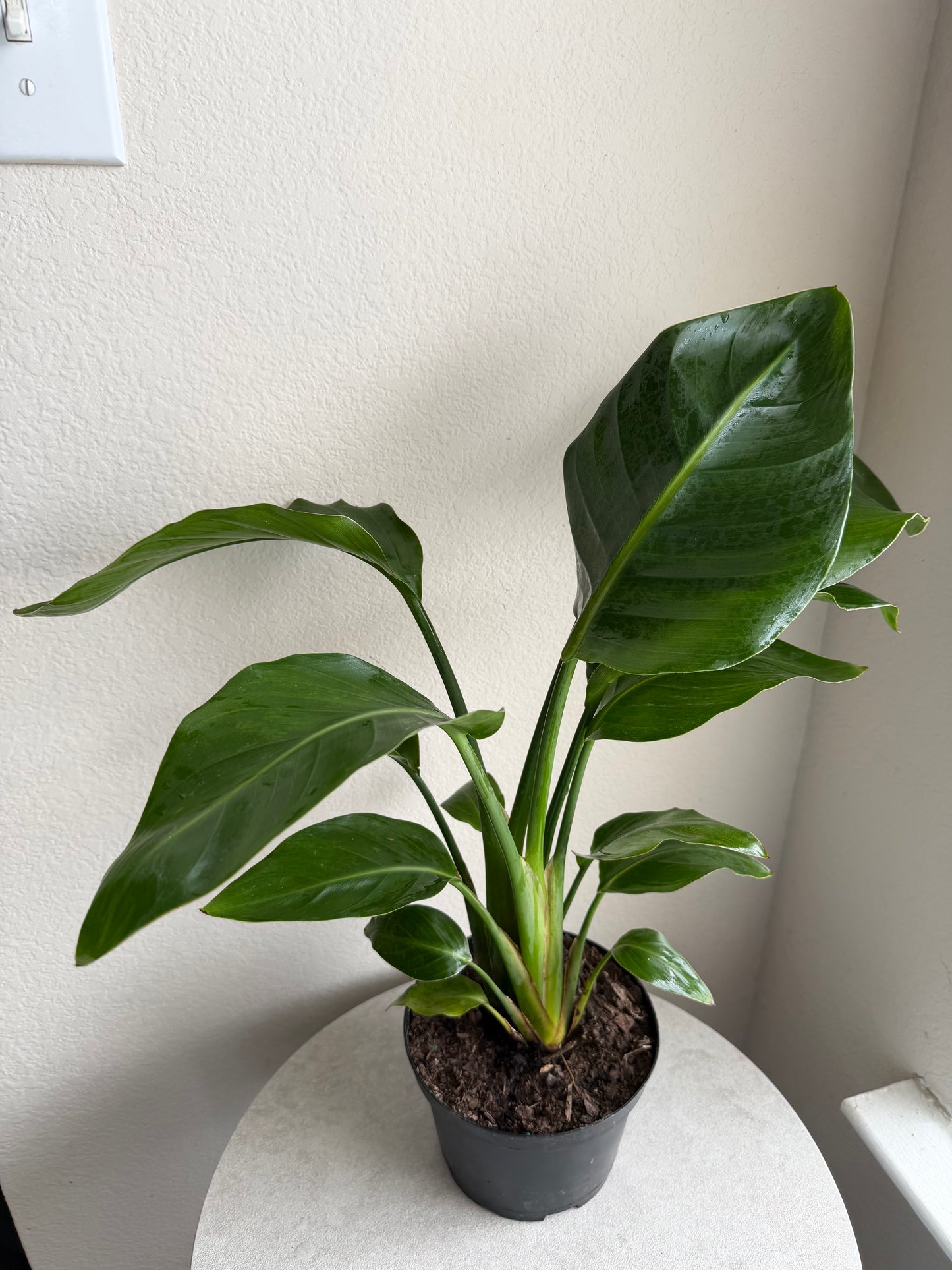 6” Bird of Paradise